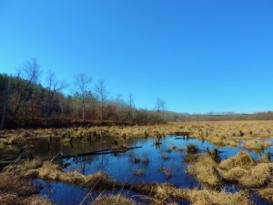 Waterfowl Tract
